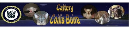 Coilis Buira Cattery