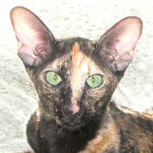 Bianka Atlanta Sahmet, black tortie oriental female cat (ORI f), at the age about one year