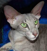 Oriental female cat Patricia Atlanta Sahmet (ORI a)