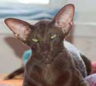 Samanta Fleur Catori, ориентальная кошка, окрас шоколадный (ORI b), фотографии