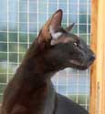 Sweety Night Fleur Catori, ориентальная кошка, окрас черный(ORI n), фотографии