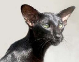 Oriental male cat Manalishi's Fade to Black (ORI n)