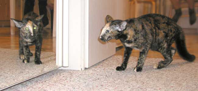 Bianka Atlanta Sahmet, black tortie oriental female cat (ORI f), at the age 6 months