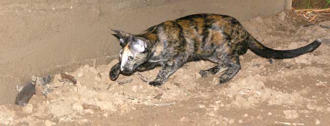 Bianka Atlanta Sahmet, black tortie oriental female cat (ORI f), at the age 10 months