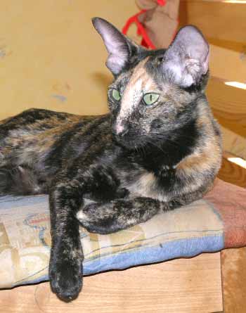 Bianka Atlanta Sahmet, black tortie oriental female cat (ORI f), at the age 1.5 year