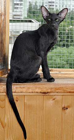 Dixie Sahmet Sahmet, oriental black cats (ORI n)