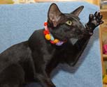 Oriental black cat, photos of Fleur at the age of 10 months