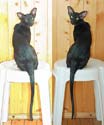 Oriental black cat, photos of Fleur at the age of 7 months