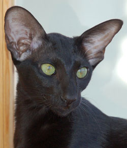 Ориентальная кошка, окрас черный