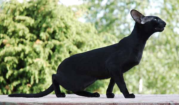Флер Патри Сахмет, ориентальная кошка, окрас черный (ORI n)