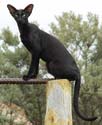 Oriental black cat, photos of Fleur at the age of 9 months