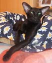 Oriental black cat, Fleur Patri Sahmet, photos of April 2007