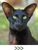 Fleur Patri Sahmet, oriental black cat, July 2008