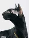 Флер Патри Сахмет, ориентальная кошка, окрас черный (ORI n), фотографии