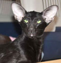 Francesca Dixie Catori, black oriental cat, March-April 2012