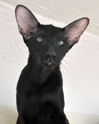 Francesca Dixie Catori, ориентальная кошка, окрас черный (ORI b), фотографии в марте-апреле 2012 г.