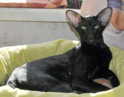 Francesca Dixie Catori, oriental black cat (ORI b), March-April 2012 photos
