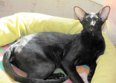 Francesca Dixie Catori, ориентальная кошка, окрас черный (ORI b), фотографии в марте-апреле 2012 г.