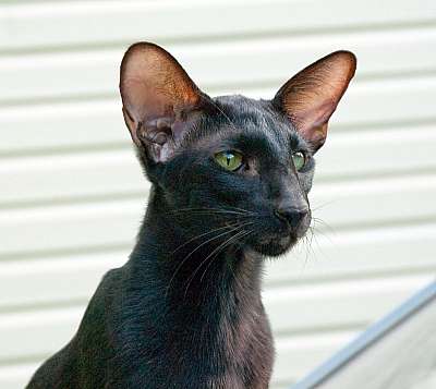 Francesca Dixie Catori, oriental black cat (ORI b), July 2012 photos