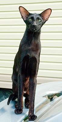 Francesca Dixie Catori, oriental black cat (ORI b), July 2012 photos
