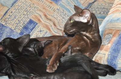 Irish Coffe Oriclis, oriental chocolate cat (ORI b), May 2012 photos