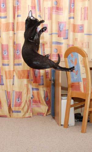Ориентальная кошка черного окраса - Oriental black cat