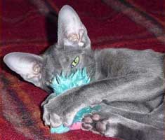 Базилио Атлант Сахмет, ориентальный кот голубого окраса (ORI a)
