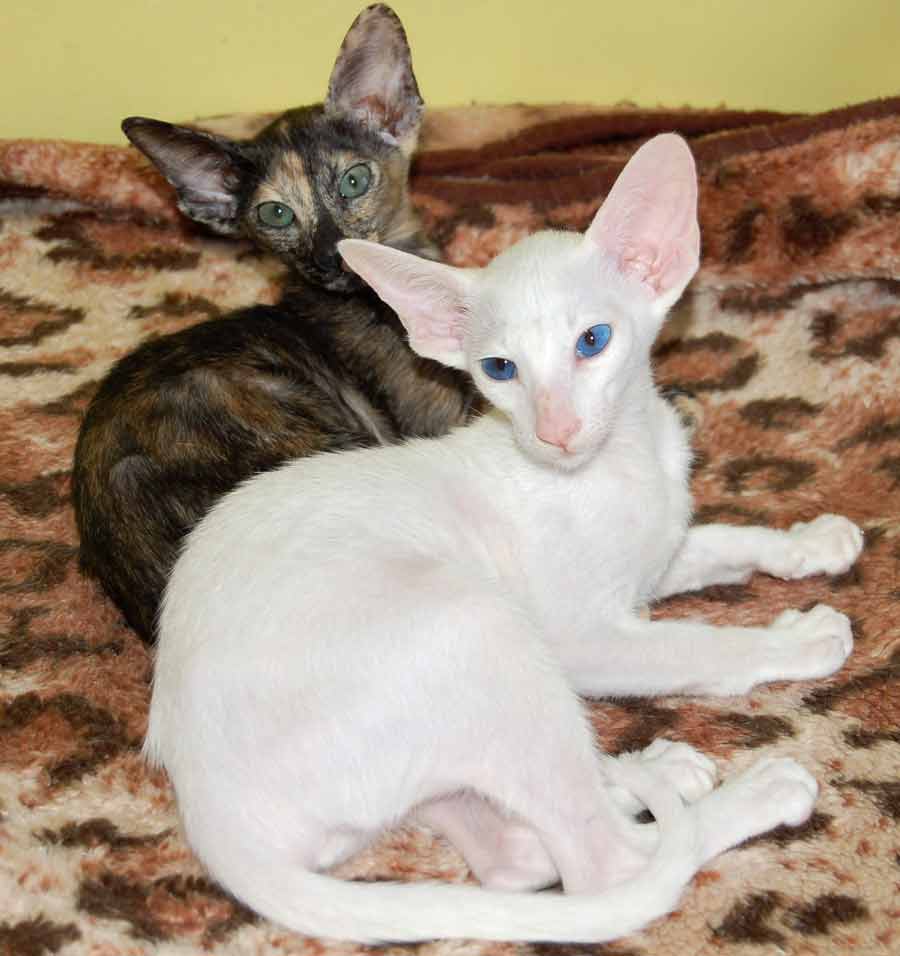 Cара Сахмет, форинвайт, и Софи Сахмет, ориентальная кошка черепахового окраса