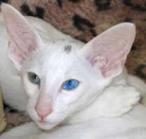 Didro Li Sahmet, ориентальный кот, белый разноглазый