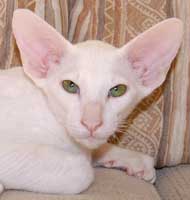 Larry Li Sahmet, ориентальный кот, белый с зелеными глазами