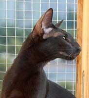 Ориентальный котенок из питомника Catori, окрас черный