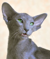Tiara Hathor, ориентальная кошка голубого окраса (ORI a)