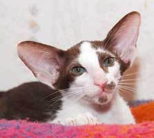 Ориентальный котенок из питомника Catori, окрас: шоколадный с белым (биколор)