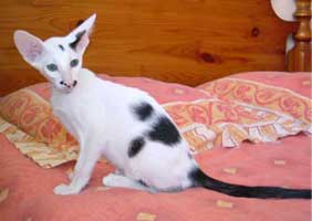 El Shaklan Vivace, ориентальный котенок, окрас: черный с белым (арлекин), заводчик: Catherine Bastide