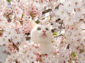 The blossoming cat (is found somewhere in the Internet)