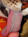 Cat's tongue (is found somewhere in the Internet)