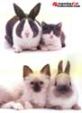Bicolors: cats and rabbits (is found somewhere in the Internet)