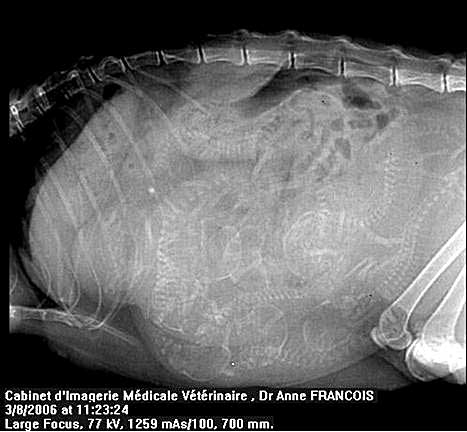 Рентгеновский снимок беременной кошки - внутри семь котят