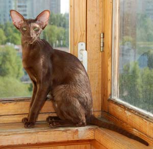 Samanta Fleur Catori, ориентальная кошка шоколадного окраса (ORI b)