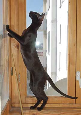 Fleur Patri Sahmet, ориентальная кошка черного окраса (ORI n)