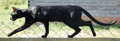 Fleur Patri Sahmet, ориентальная кошка черного окраса (ORI n)
