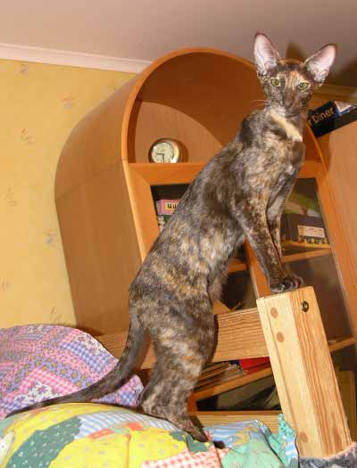 Ориентальная кошка, окрас шоколадная черепаха (ORI h), родилась 30.05.2005.