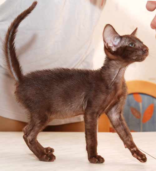 Oriental havana female kitten