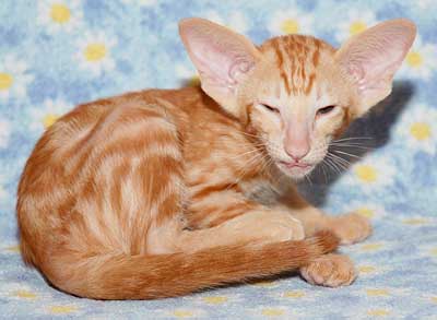 Ориентальный котенок из питомника Catori, окрас красный мрамор