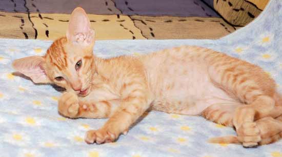 Oriental red spotted male kitten