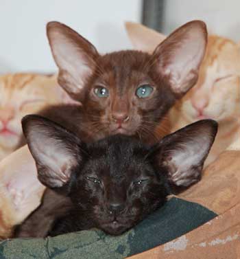 Ориентальные котята из питомника Catori: черная и шоколадная кошечки