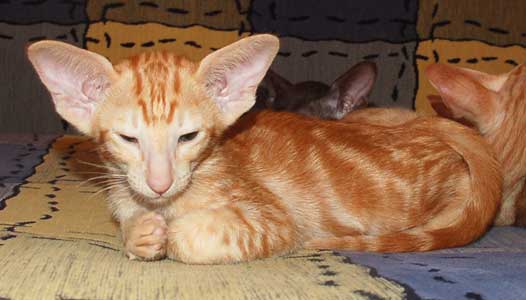 Oriental red marble kitten.