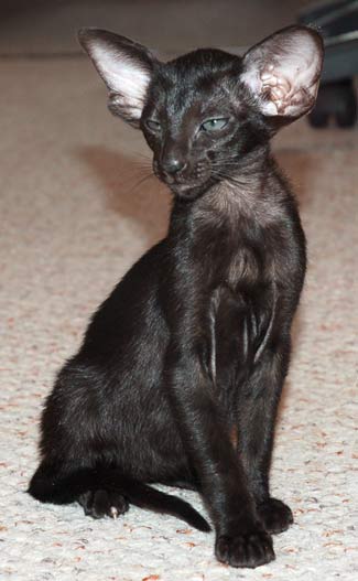 Oriental black female kitten (ORI n)