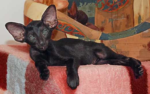 Oriental black female kitten (ORI n)