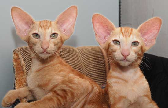 Oriental red marble kittens
